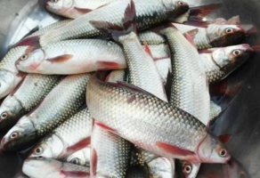 河魚